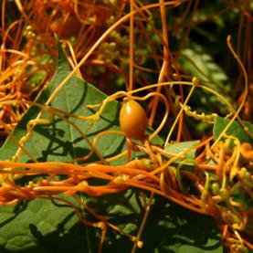 افتیمون (بسته بندی 50 گرمی)